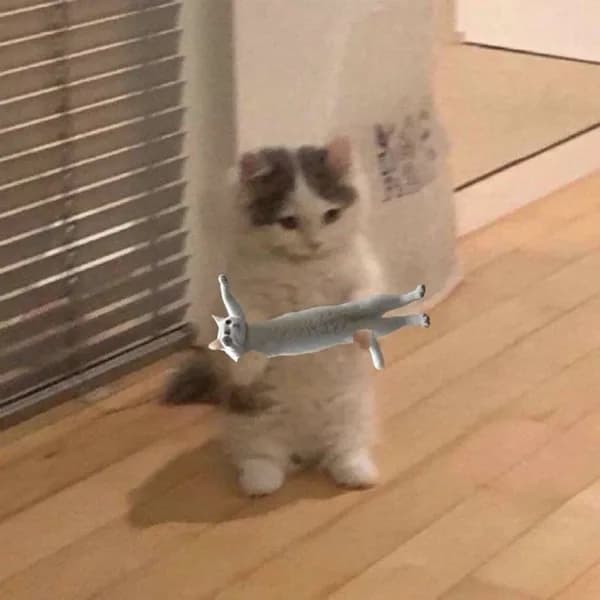 long cat