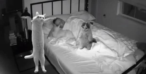 long cat