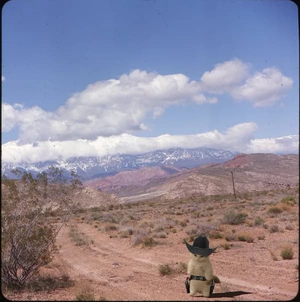 cowboy desert nature outdoors