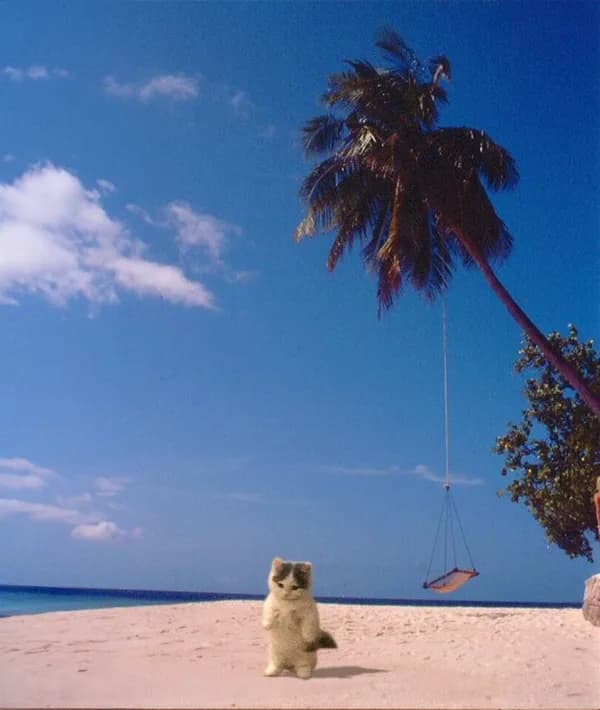 beach sunshine sun palm