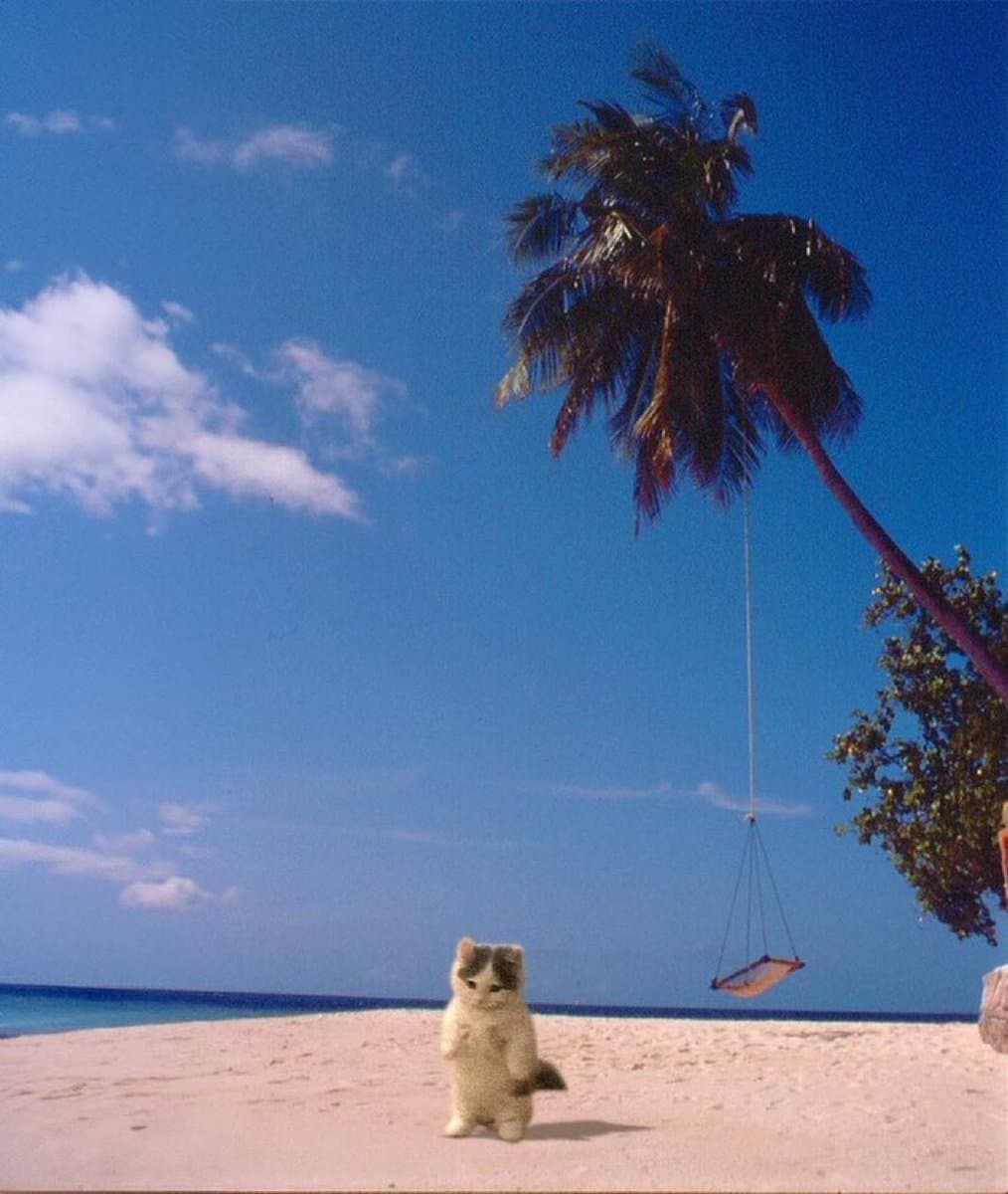 beach sunshine sun palm