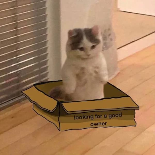 catbox box funny