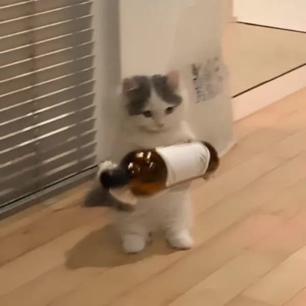 wine alcohol drink
