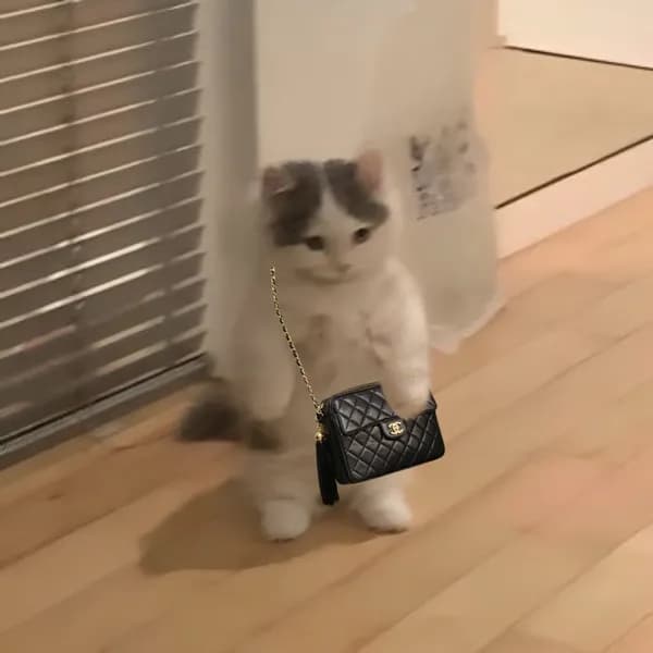 chanel bag