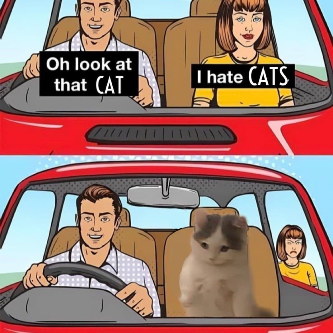 car funny joke girl cats