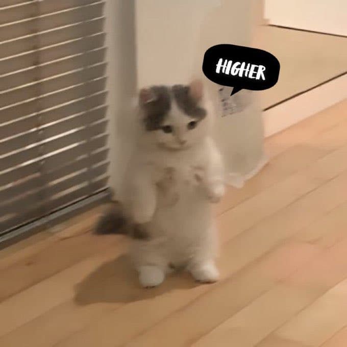 higher wagmichi cute