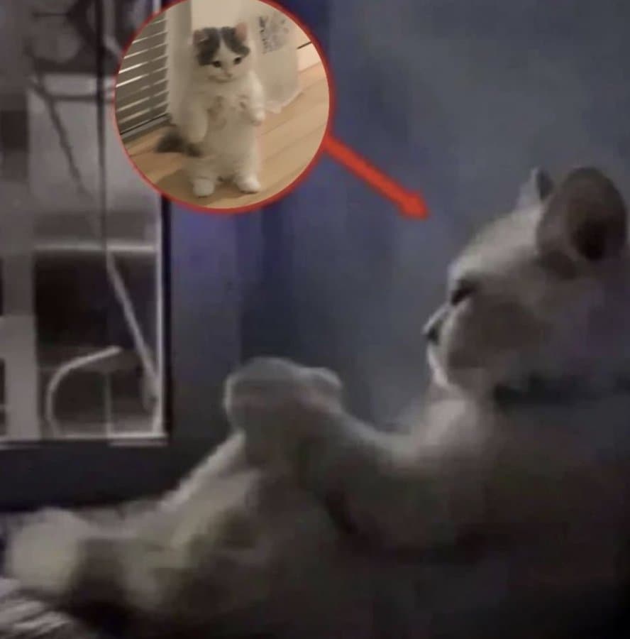 think dream stand goals