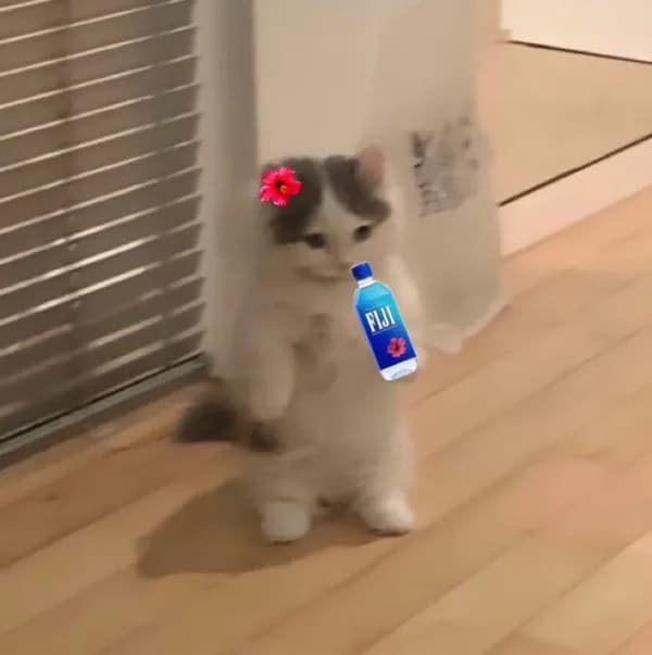 fijiwater cute funny