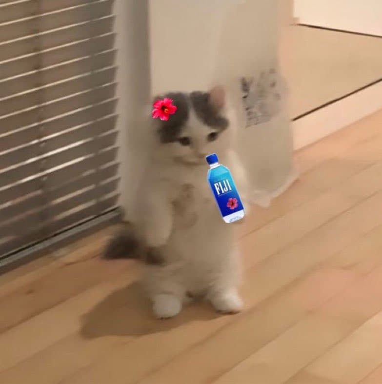 fijiwater cute funny