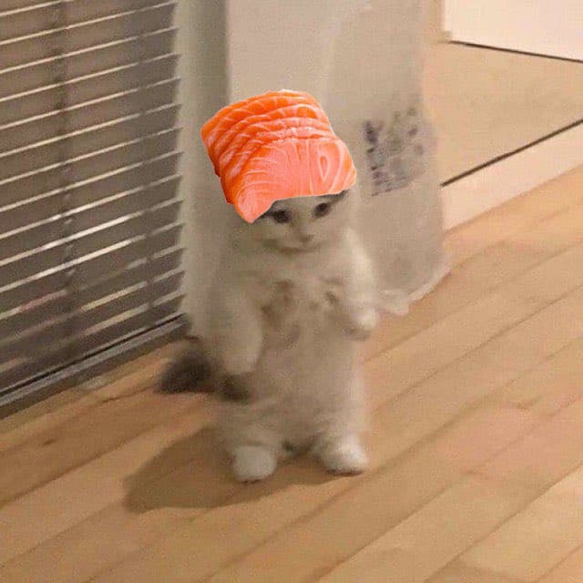 salmon sashimi sushi food funny cute