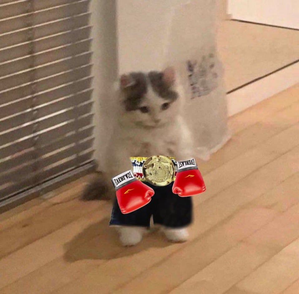 boxer sports fight gloves