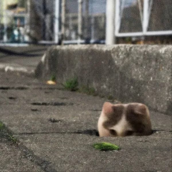 concrete stuck funny road cute funny gmichi