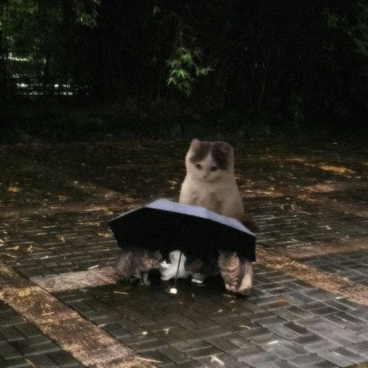 catseason catszn umbrella