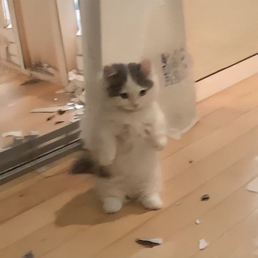 tryme rekt destroy angry mad room break