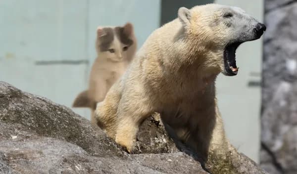 bear fuck funny
