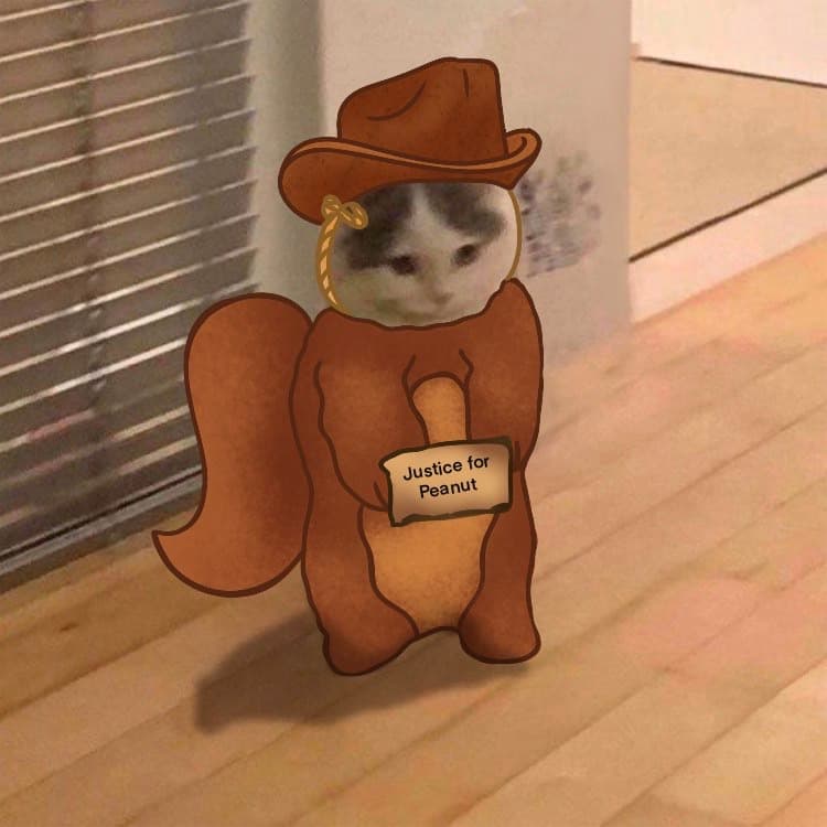 pnut peanut squirrel