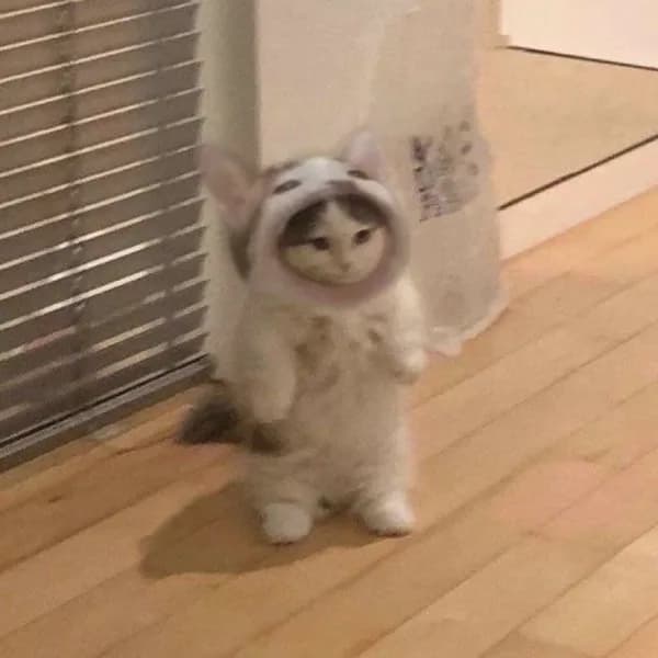 popcat