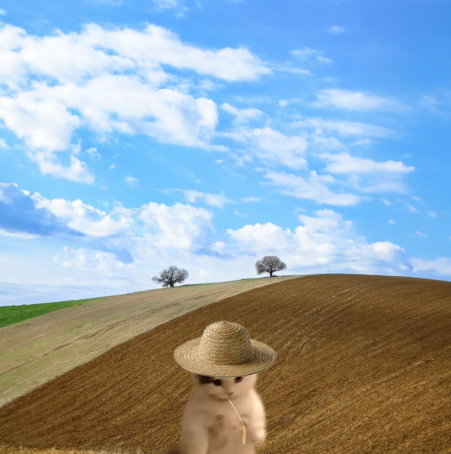 farm outdoors grass hat