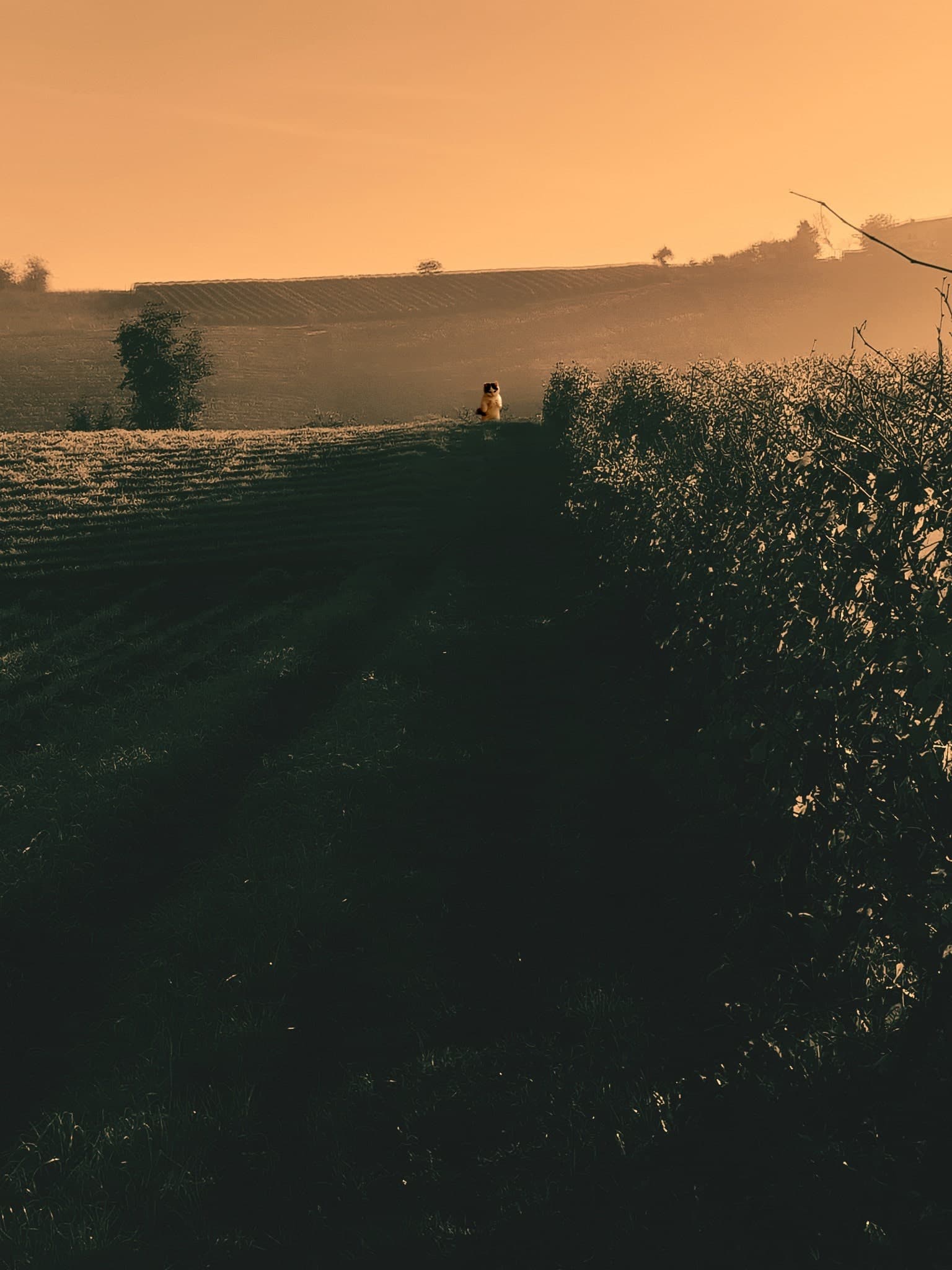 farm grass outdoors mood vibe