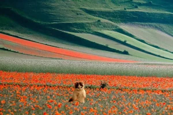 flowers mood vibe outdoors fields
