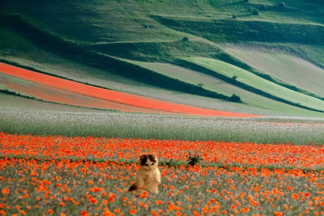 flowers mood vibe outdoors fields