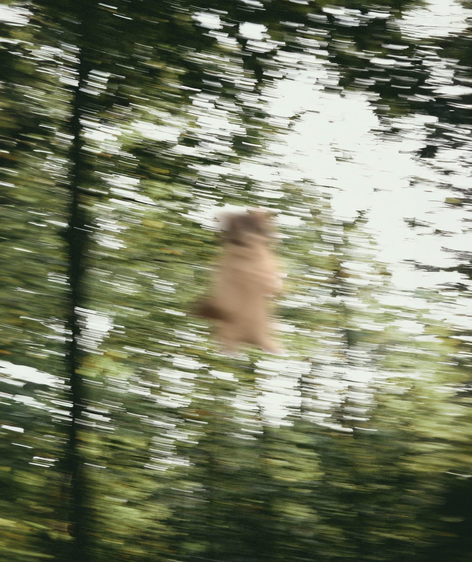 blurry outdoors trees grass