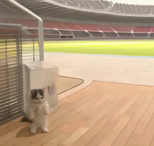 stadium sports arena