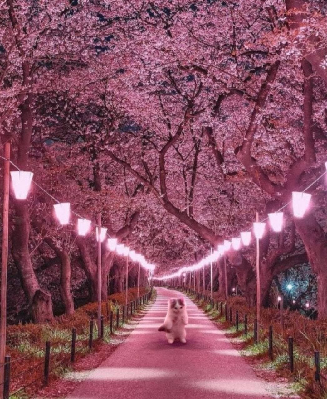 cherry blossom girly pink vibe mood