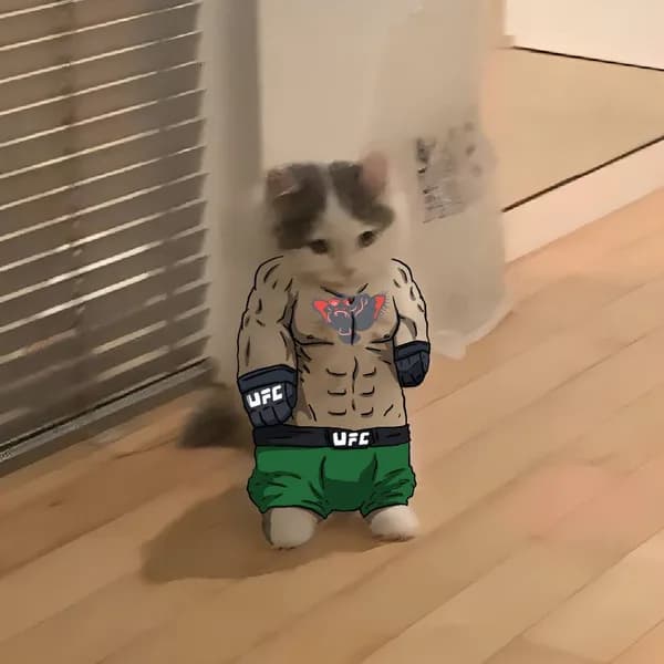 mma ufc