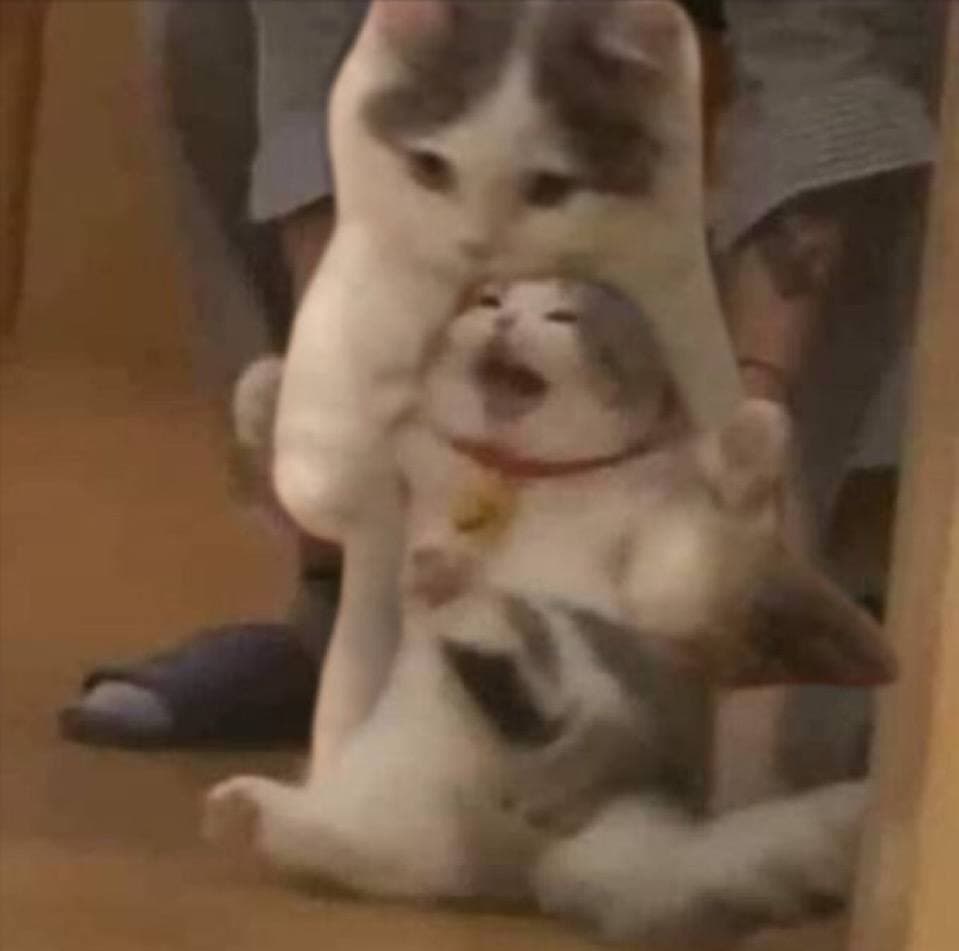 cat funny yell scream