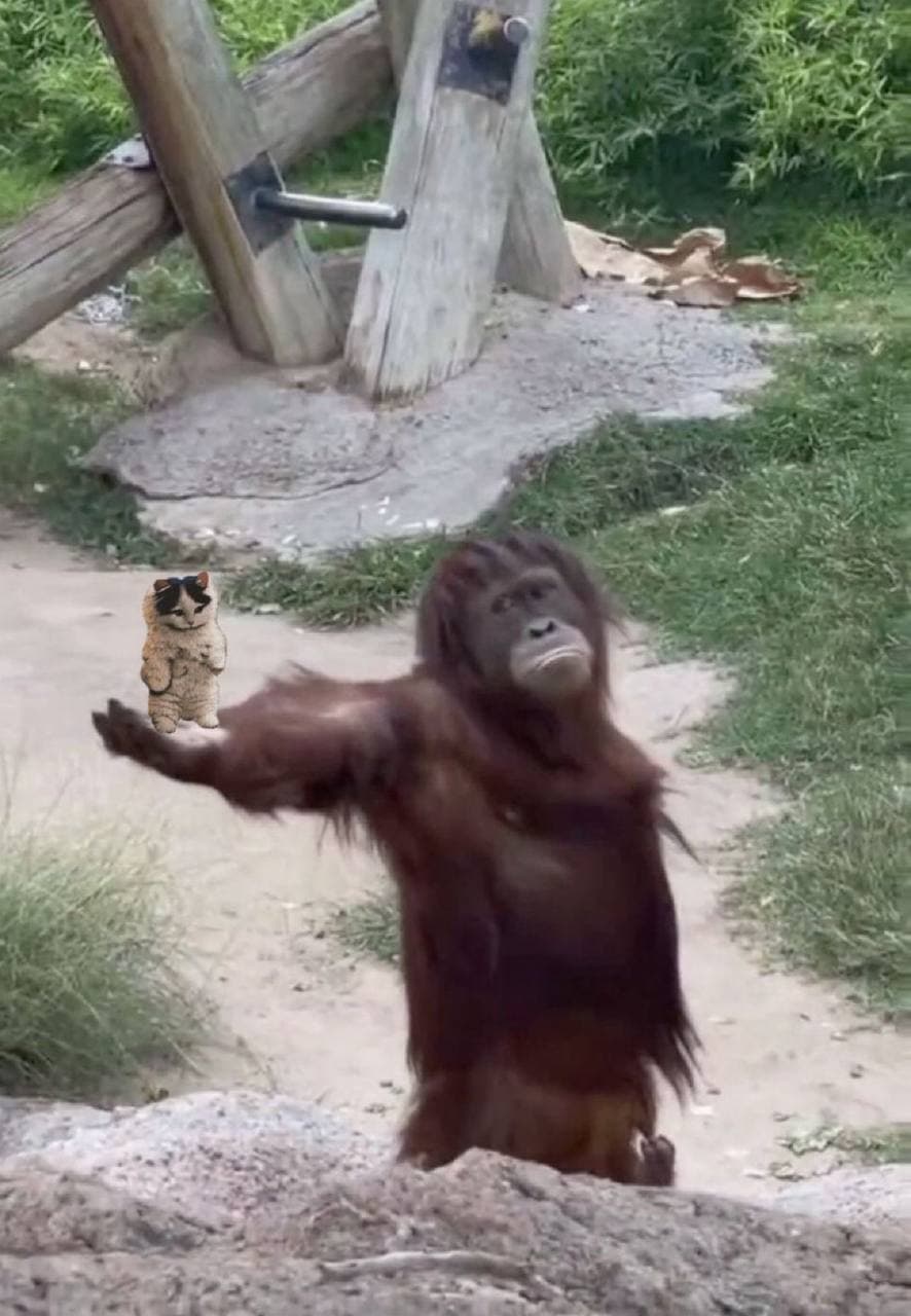 ape monkey funny give here hand