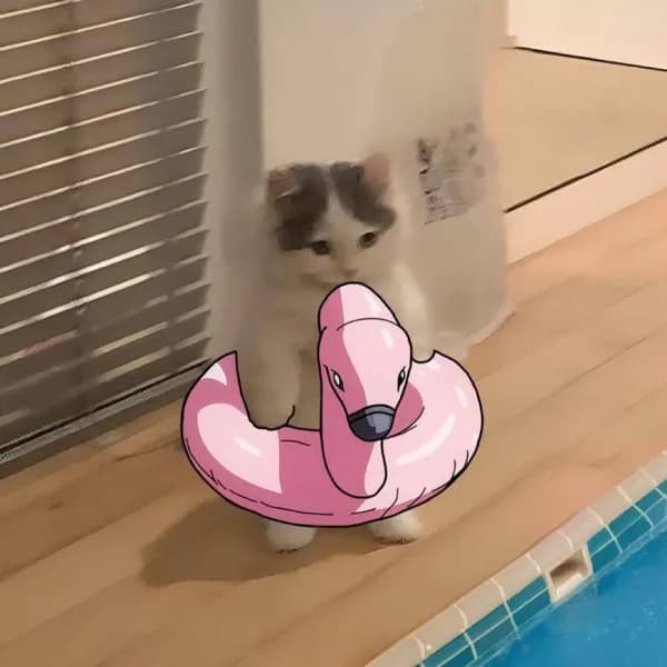 swim pool swimmingtube floatie flotation float cute pink