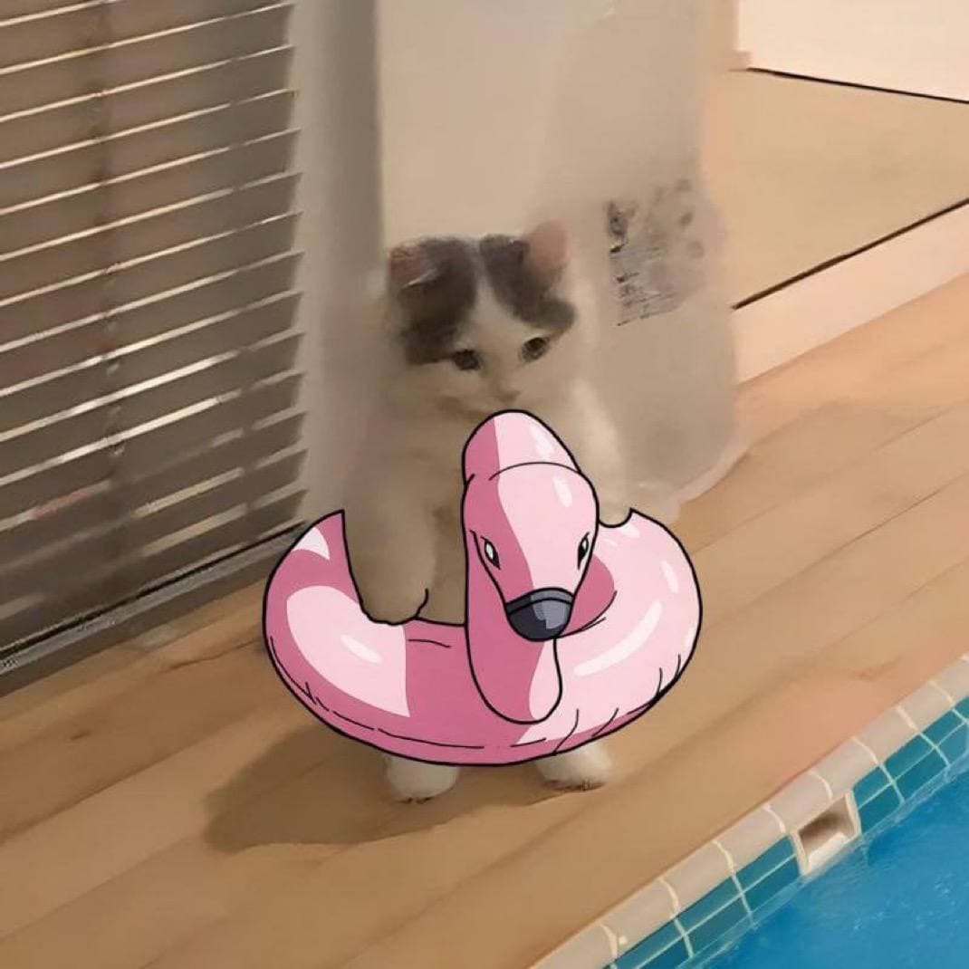 swim pool swimmingtube floatie flotation float cute pink