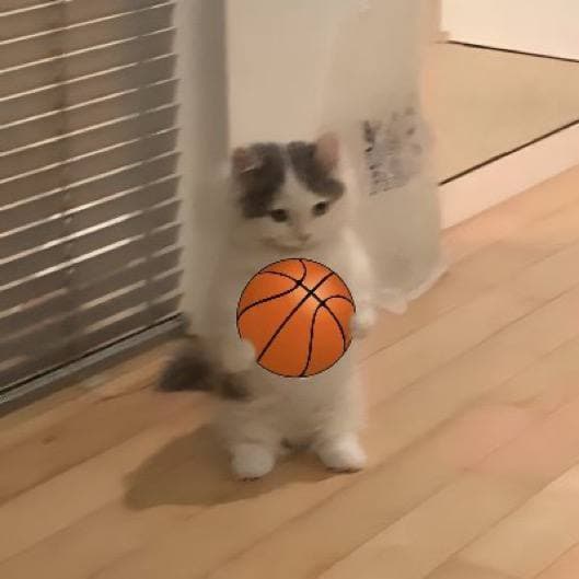 basketball nba cute