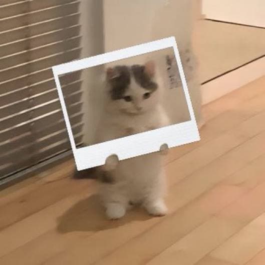 picture photo frame selfie funny cute