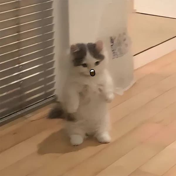 surprised cute lol gmichi funny