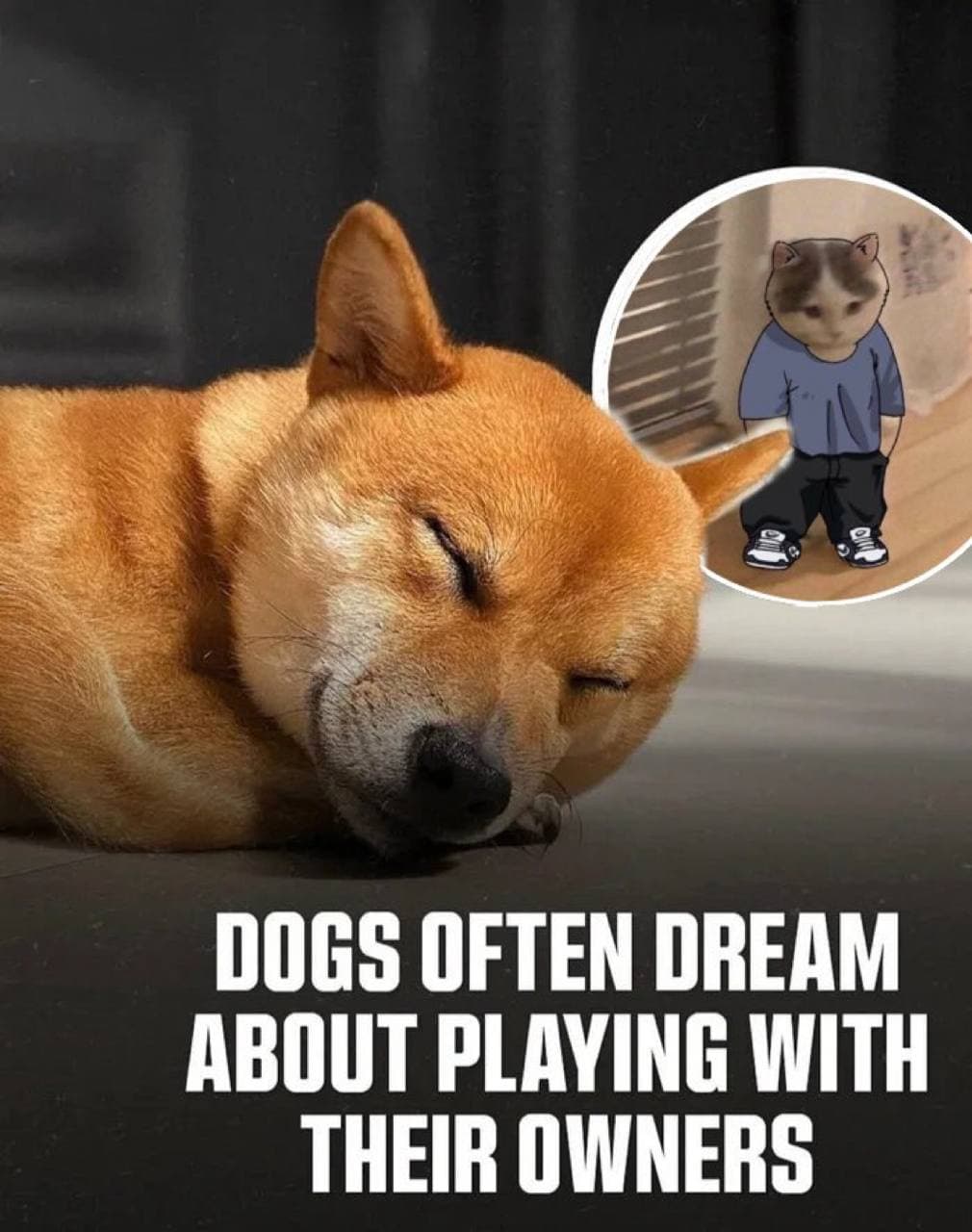 dog owner dream sleep think