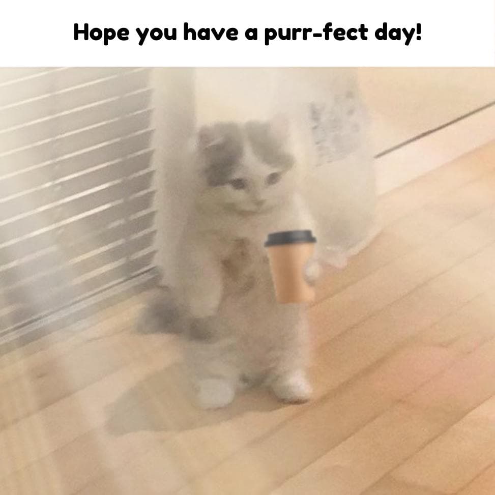 perfect purrfect day coffee meme gmichi