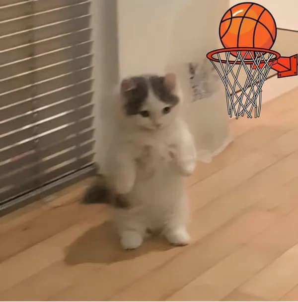 basketball net