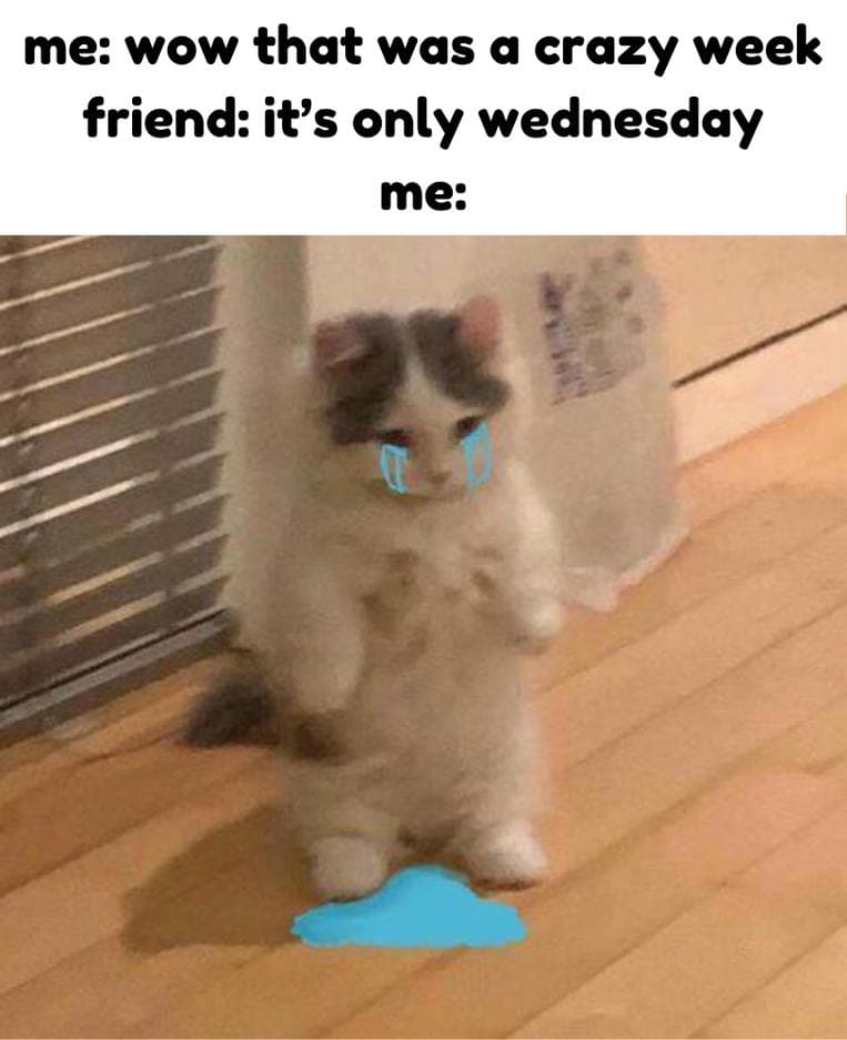 cry sad crazy wednesday meme