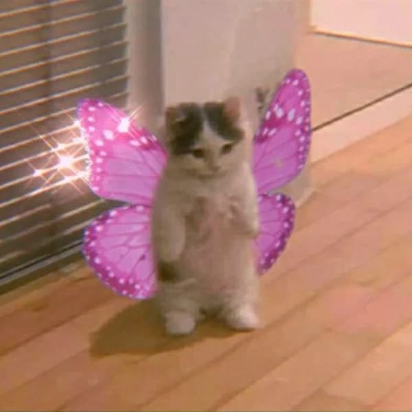 butterfly cute