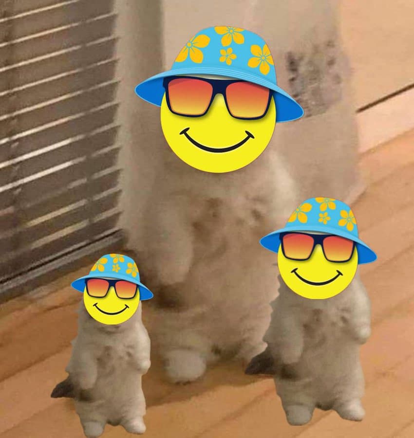 smile hat sunglasses happy