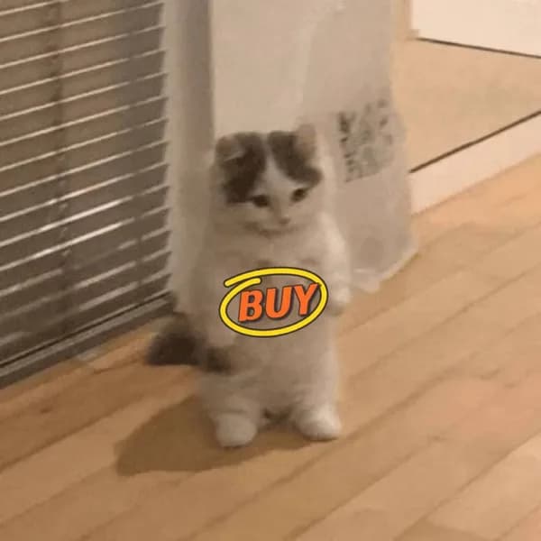 buy
