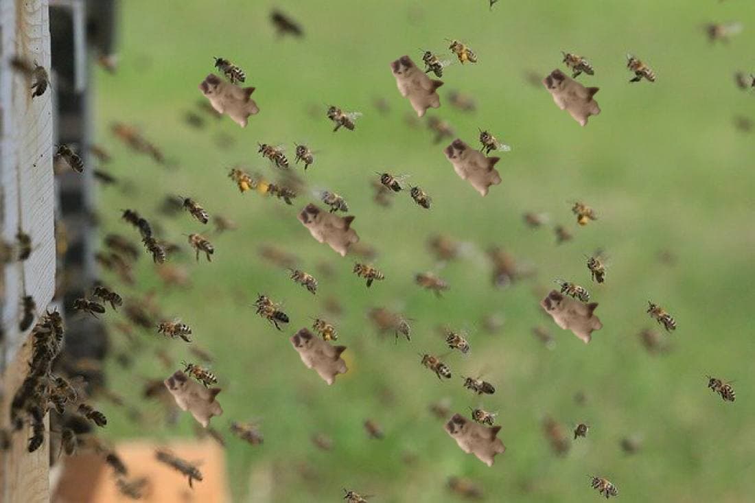 swarm bees hornets