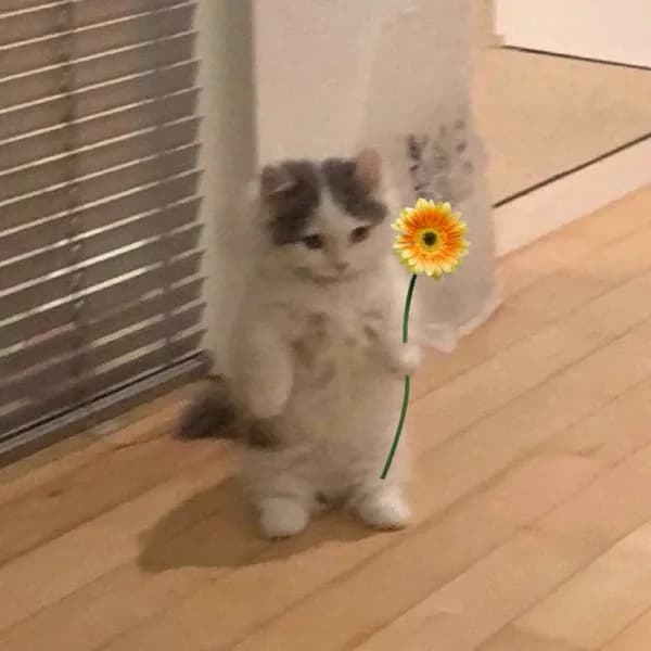 flower cute