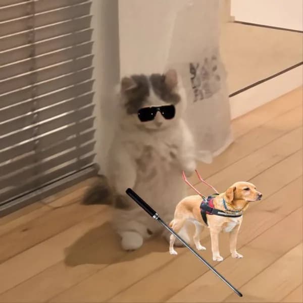 blind dog what clueless see