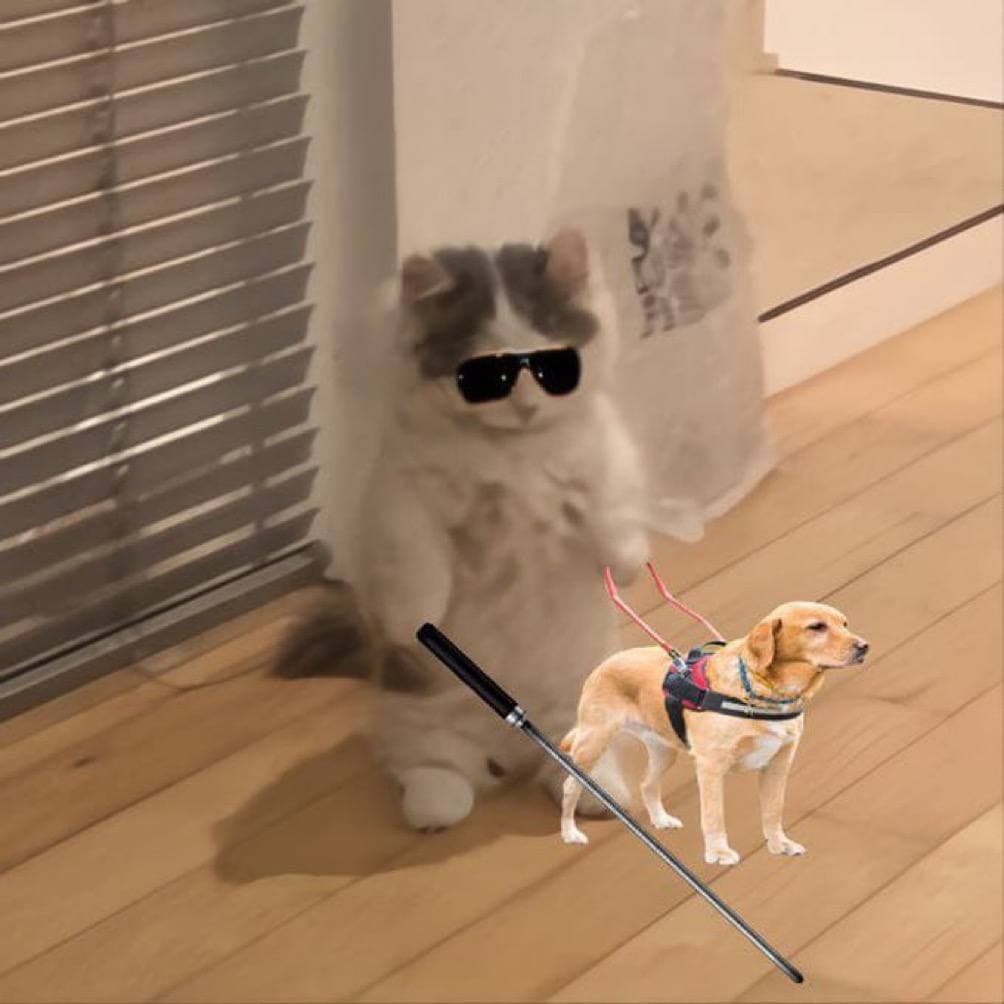 blind dog what clueless see