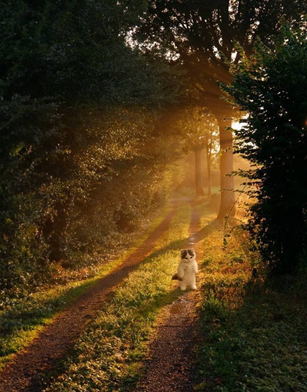 forest tree sunlight outdoors vibe