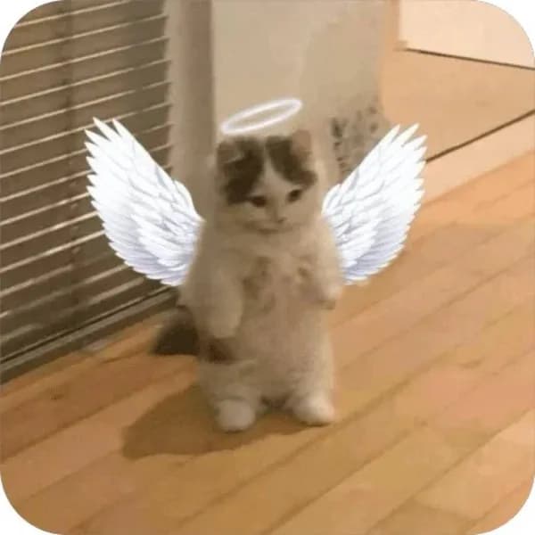 angel wings