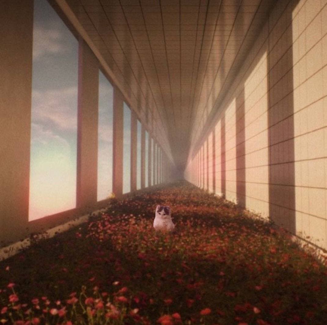 flowers field outdoors